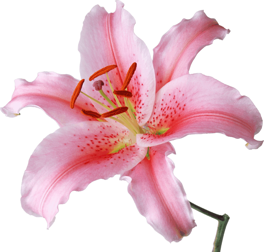 pngwing.com (70)