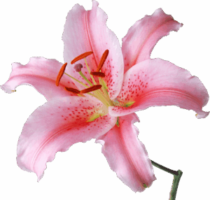 pngwing.com (70)